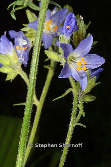 polemonium occidentale 1 graphic